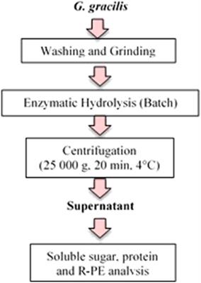 Enhanced Liberation of Soluble Sugar, Protein, and R-Phycoerythrin Under Enzyme-Assisted Extraction on Dried and Fresh Gracilaria gracilis Biomass